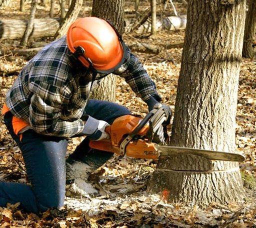 Tree Removal in Gem, KS